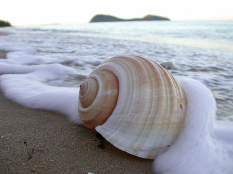 Argosy On The Beach - Grafton Accommodation 18