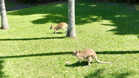 Argosy On The Beach - Grafton Accommodation 15