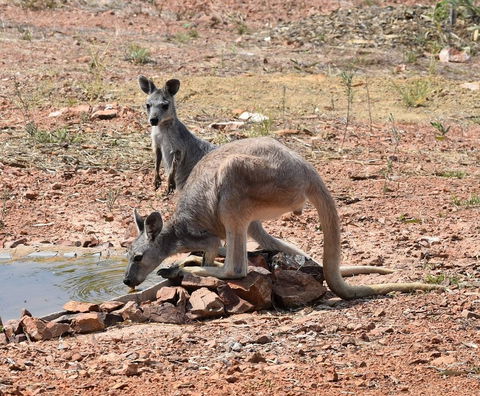 Ironbark House - Grafton Accommodation 19
