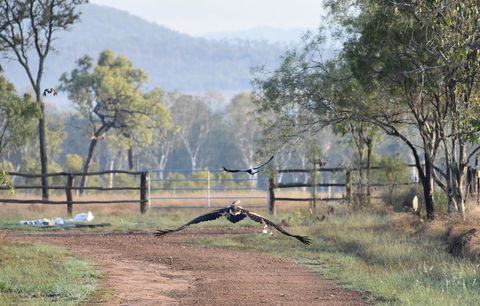 Ironbark House - Grafton Accommodation 9