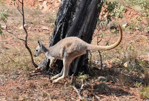 Ironbark House - Grafton Accommodation 24