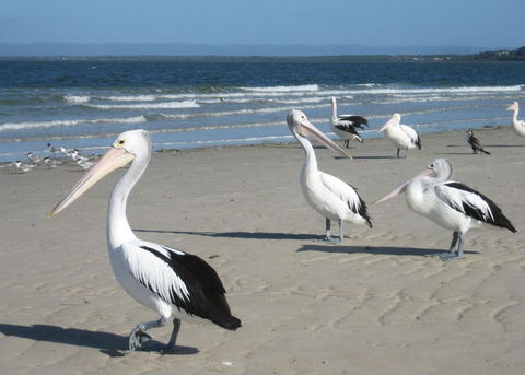 Fairways Golf & Beach Retreat Bribie Island - Grafton Accommodation 3