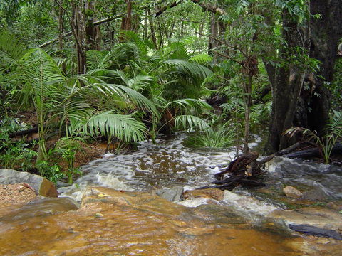 Forest Lodge: Little Villa - Grafton Accommodation 17