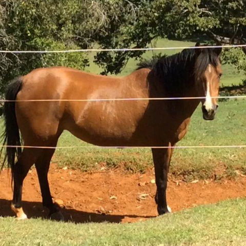 Montville Holiday Apartments - Grafton Accommodation 7