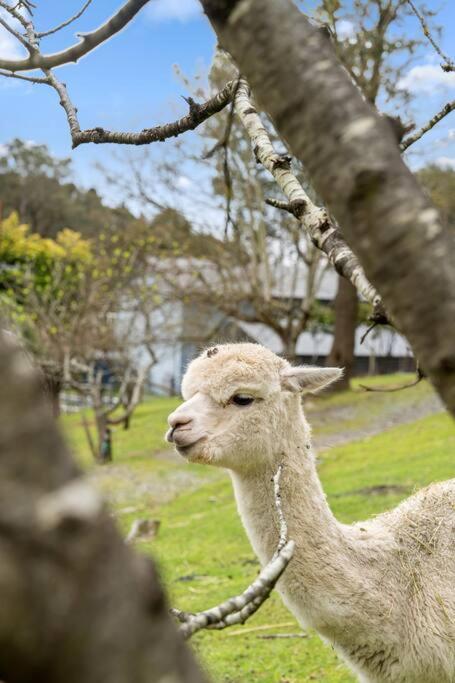 Carawatha On The Range - Unique Farm Stay - Grafton Accommodation 3