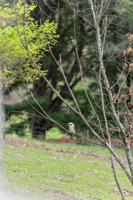 Carawatha On The Range - Unique Farm Stay - Grafton Accommodation 4