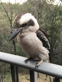 Book Tallebudgera Accommodation Vacations Grafton Accommodation Grafton Accommodation