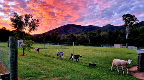 Fig Tree Farm B&B Highvale-Farmstay Near Brisbane! - Grafton Accommodation 4