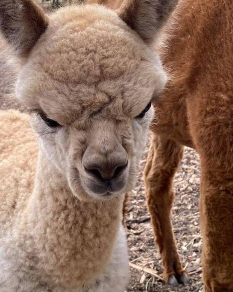 Gundaroo Retreat - Grafton Accommodation 0