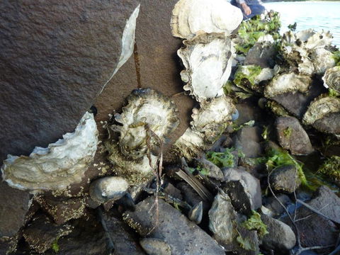 Oyster Shack - Grafton Accommodation 3