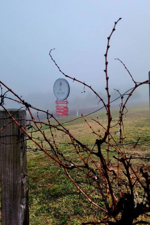 Red Door Collective - RDC Vineyard Estate, Luxury Adult Only Stay - Grafton Accommodation 3