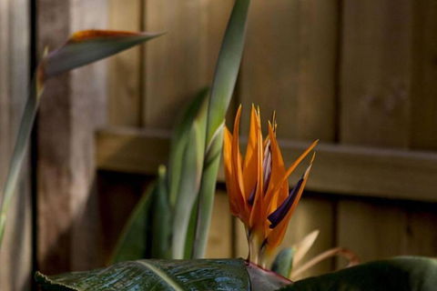 Rose Cottage - Grafton Accommodation 1