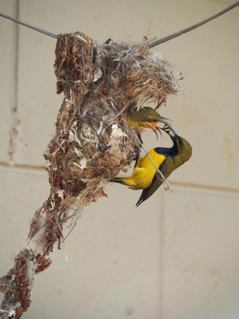 Sunbird Motel - Grafton Accommodation 0