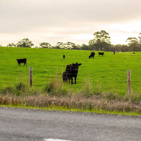 The Old Farm Cottage, Mount Torrens - Grafton Accommodation 2