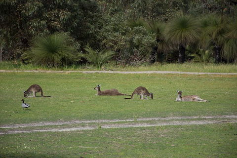 Yanchep & Lancelin - Wildlife, Cave And Sands - Grafton Accommodation 0