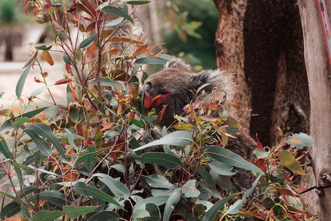 Yanchep & Lancelin - Wildlife, Cave And Sands - Grafton Accommodation 1