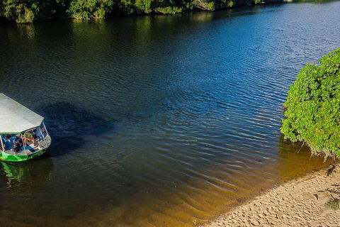 Afternoon Half-Day Daintree Rainforest And River Tour - Grafton Accommodation 3