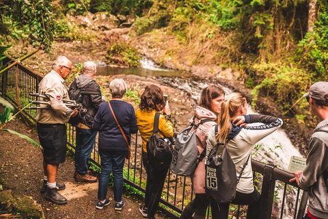 Full-day Springbrook National Park Tour From The Gold Coast - Grafton Accommodation 0