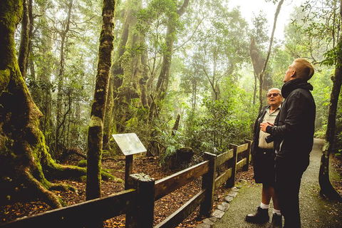 Full-day Springbrook National Park Tour From The Gold Coast - Grafton Accommodation 1