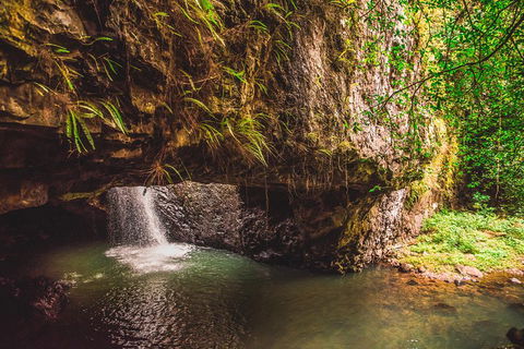 Full-day Springbrook National Park Tour From The Gold Coast - Grafton Accommodation 4