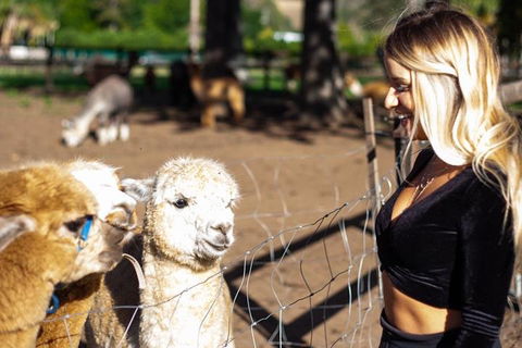O'Reilly's & Lamington National Park Incl. Alpaca Farm + Vineyard - Grafton Accommodation 3