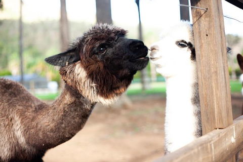 O'Reilly's & Lamington National Park Incl. Alpaca Farm + Vineyard - Grafton Accommodation 4