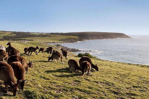 Kangaroo Island Personal Group Tours - Grafton Accommodation 0