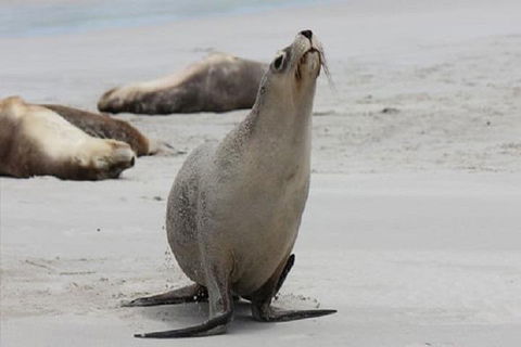 Kangaroo Island Personal Group Tours - Grafton Accommodation 4