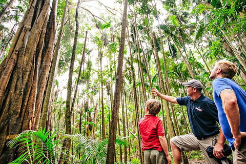 Natural Bridge & Springbrook Waterfalls Tour + Hot Air Balloon With Breakfast - Grafton Accommodation 5