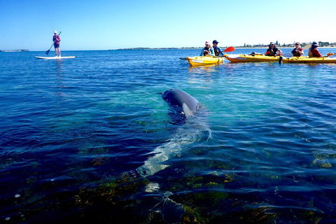 Penguin And Seal Islands Sea Kayaking Experience - Grafton Accommodation 0