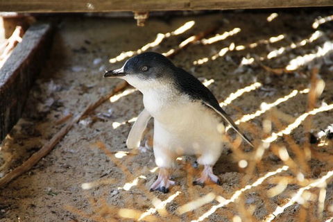 Penguin And Seal Islands Sea Kayaking Experience - Grafton Accommodation 3