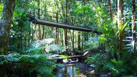 Double Pack-Ancient Rainforest And Waterfalls! - Grafton Accommodation 0