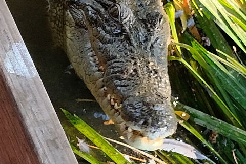 Litchfield Park Adventures And Jumping Crocodile Cruise + Butterfly Farm - Grafton Accommodation 1