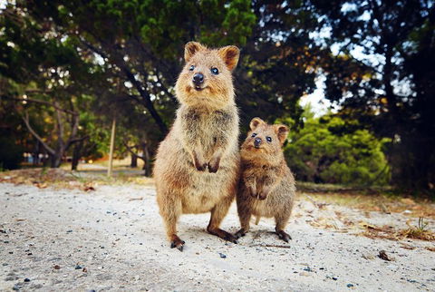 Rottnest Island All-Inclusive Grand Island Tour From Fremantle - Grafton Accommodation 5