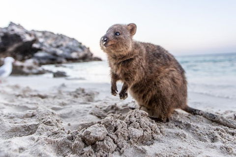 Perth To Rottnest Island Roundtrip Ferry Ticket - Grafton Accommodation 5