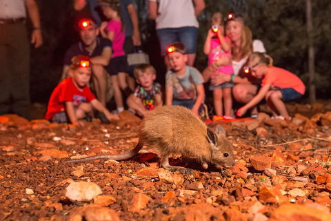 Alice Springs Desert Park Nocturnal Tour - Grafton Accommodation 1