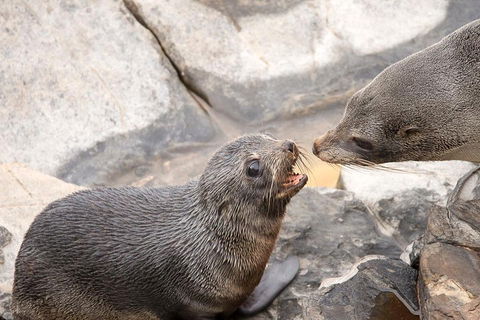 Kangaroo Island Luxury Small Group 'Flinders Chase Focus' Full Day Tour - Grafton Accommodation 2