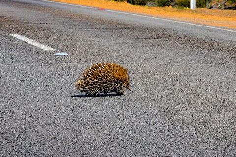 Kangaroo Island Luxury Small Group 'Flinders Chase Focus' Full Day Tour - Grafton Accommodation 3