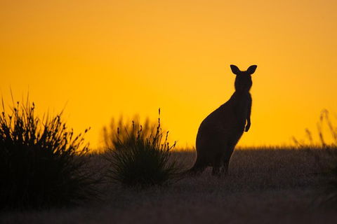 Kangaroo Island Luxury Small Group 'Flinders Chase Focus' Full Day Tour - Grafton Accommodation 5