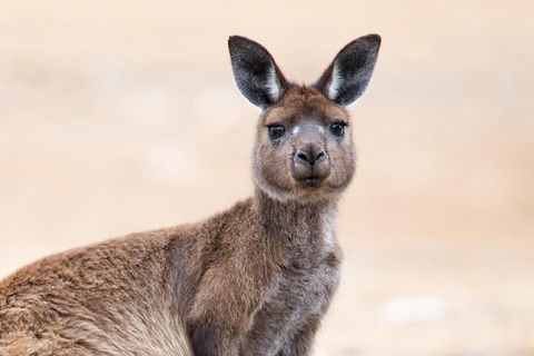 Kangaroo Island Luxury Small Group 'East End Explorer' Full Day Tour - Grafton Accommodation 1