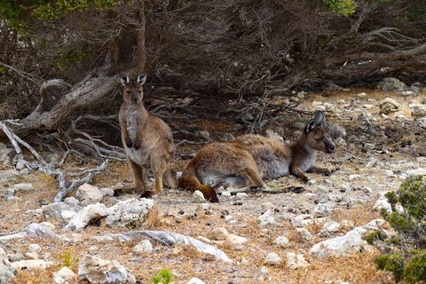Kangaroo Island Luxury Small Group 'East End Explorer' Full Day Tour - Grafton Accommodation 4