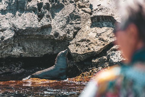 Adventure Rottnest Tour With Ferry & Adventure Cruise From Perth Or Fremantle - Grafton Accommodation 1