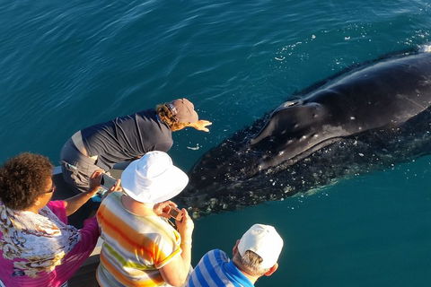 AOC Whale Watching From Broome - Grafton Accommodation 0