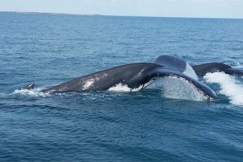 AOC Whale Watching From Broome - Grafton Accommodation 1