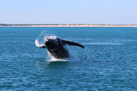 AOC Whale Watching From Broome - Grafton Accommodation 2