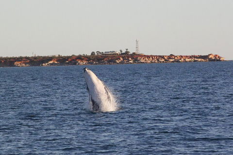 AOC Whale Watching From Broome - Grafton Accommodation 3