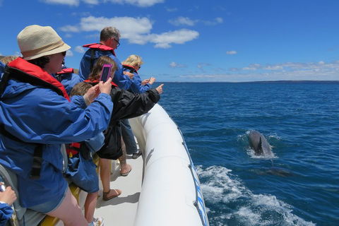 Kangaroo Island 75-Minute Ocean Safari - Grafton Accommodation 3