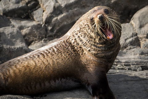 Kangaroo Island 75-Minute Ocean Safari - Grafton Accommodation 5