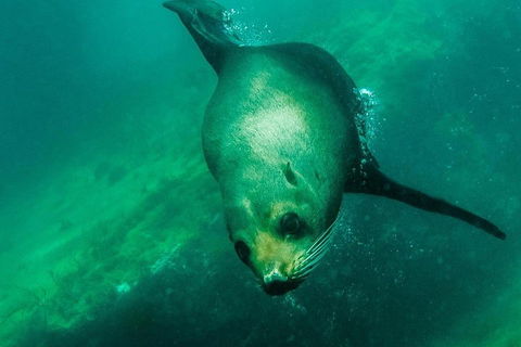 Kangaroo Island Ocean Safari - Snorkeling Safari - Grafton Accommodation 1