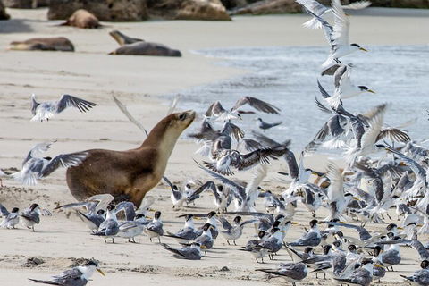 Full-Day Kangaroo Island Experience Departing From Kangaroo Island - Grafton Accommodation 1